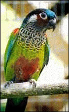 Pyrrhura picta